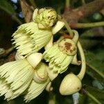 Sloanea billardierei Blüte