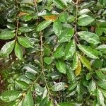 Eurya japonica ഇല