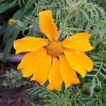 Tagetes tenuifoliaKvět