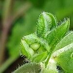 Salvia verbenaca Fruit