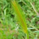 Hordeum marinum 花