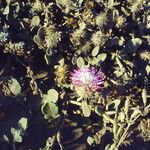 Centaurea sphaerocephala Floare