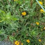 Grindelia integrifolia 花