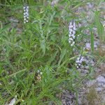 Verbena simplex Buveinė