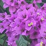 Bougainvillea glabra Цветок