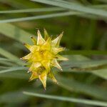 Carex echinata Kvet
