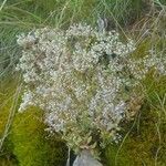 Sedum albumKvet