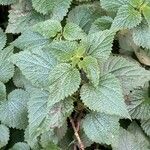 Urtica morifolia Feuille