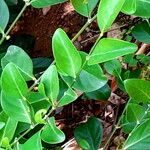 Suregada lanceolata Hoja