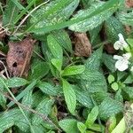 Stachys recta Feuille