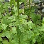 Stachys recta Habitat