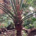 Livistona speciosa Corteza
