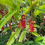 Heliconia rostrataFolio