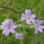 Erinus alpinus Bloem