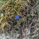 Gentiana prostrata Kvet