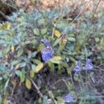 Salvia blancoana Flor