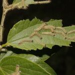 Celtis caudata Blad