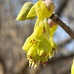 Corylopsis spicataFlower