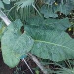 Philodendron melinonii Liść