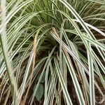 Carex ornithopoda Folha