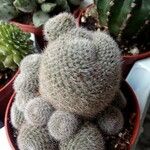 Mammillaria hahniana Fulla