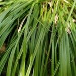 Carex digitata Blad