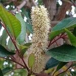 Cunonia capensis Flower