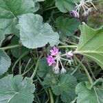 Erodium laciniatum Blomst