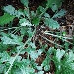 Senecio doria Habitat