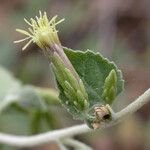 Brickellia californica Flower