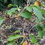 Stewartia rostrata Hoja