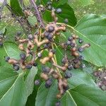 Hovenia dulcis Fruct