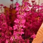 Erica gracilis Flor