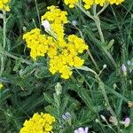 Achillea tomentosa पत्ता