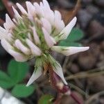 Trifolium hybridum Blomma