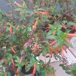 Cuphea ignea Blüte