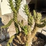 Austrocylindropuntia cylindrica Pokrój