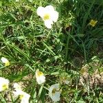 Ranunculus kuepferi Flor