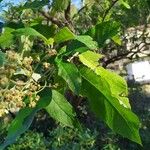 Buddleja cordata पत्ता