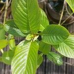 Mitragyna speciosa Hoja