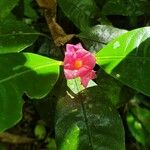 Psychotria elata Fiore