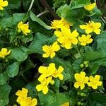 Caltha palustris 花