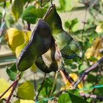 Lablab purpureus Fruit