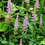 Astilbe rubra 整株植物