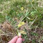 Vicia grandiflora পাতা