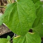 أنواع غير معروفةLeaf