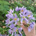 Solanum seaforthianum花