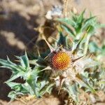 Atractylis babelii Flower