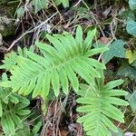 Polypodium cambricum Leaf