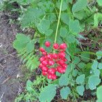 Actaea rubra फल